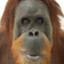 ORANGUTAN.EXE