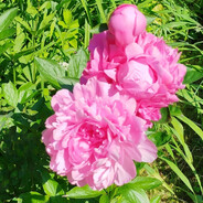 DeSalle🌸Flowers’s Steam avatar