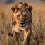 The Lioness
