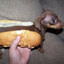 perro pancho