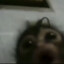 venws_