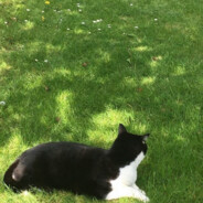 black cat on grass