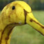 duckisfruit