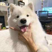 小手一麻，直接开摆