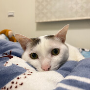 麻吉小搗蛋鬼ㄚZz