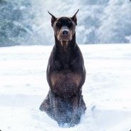 Mamontennok avatar