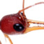 Ant Gamer 69