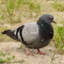 Pigeon