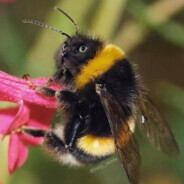 "*******"他的狗屎