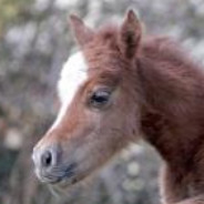 边境悍匪 小飞马