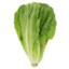 lettuce enthusiast