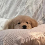 馋嘴小狗🌭🍟🍔