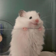 𝑺𝑨𝑽𝑨𝑮𝑬