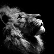 roya - steam id 76561199088582156