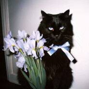 三旬老汉在线送狙