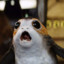 Porg