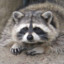 Fat Raccoon