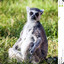 TheFaTLemur