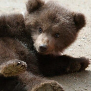 ursa