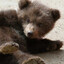 ursa