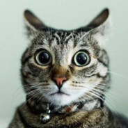 𝐑𝐄𝐙𝐁𝐄𝐓