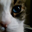 qrispy's avatar
