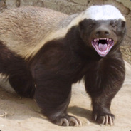 honey badger