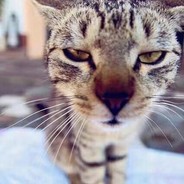 西北省第一马保国