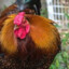 giant cock