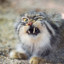 MaNuL