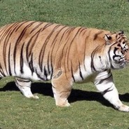 aw lawd he comin