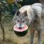 Wolf with Watermelon