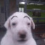 pipo_god  8==D