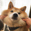 dOGi