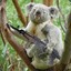 .#koalahuakbear