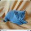 Blue_cat