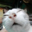 Geeked Cat