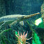 Longnose Gar