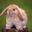 Cute Bunny