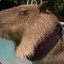 Putins Capybara