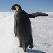 小企鹅疯狂马枪