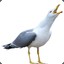 Bob la mouette