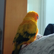 爬在厕所逗蛆玩