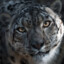 Snowleopardprimal