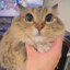 小猫咪QwQ