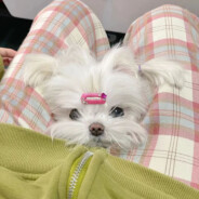 ฅʕ•̫͡•ʔฅ