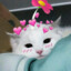 Cat Pikmin