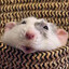 the rat
