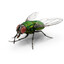 evil ass fly