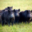 40to60feralhogs